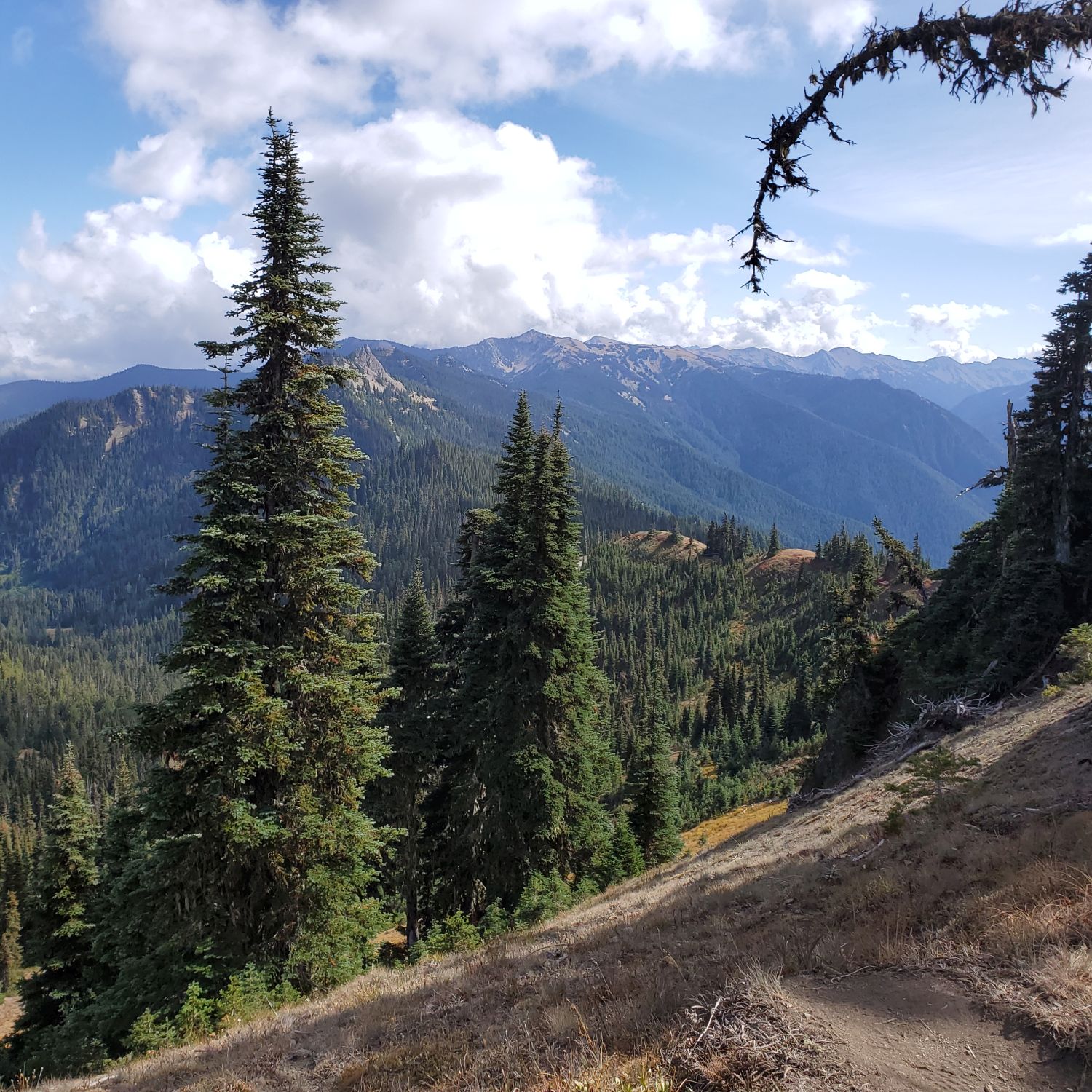 Olympic NP 